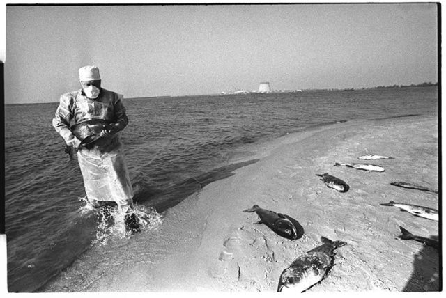 Јуни, 1986: Мртви риби од вештачкото езеро користено за ладење на реакторите