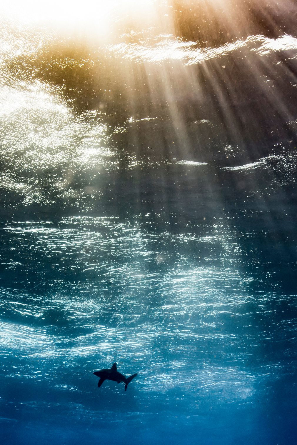 Надежен подводен фотограф на годината - Horacio Martinez