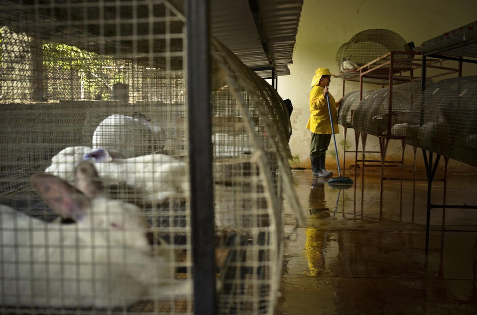 Затвореничка ги чисти кафезите за зајци на затворската фарма.