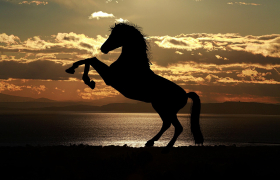 2026 - година на Огнениот коњ: меѓу суеверието и историјата