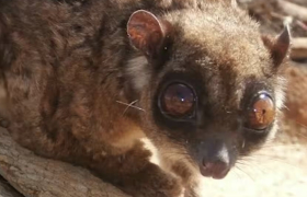 Запознајте го тус - новооткриен род цицачи