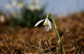 Имаме што да научиме од кокичето