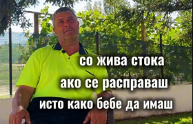 Дали го најдовме „Пато, масовно“?