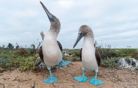 Природата пулсира во универзален ритам: Две отчукувања во секунда